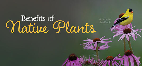 Native Plants