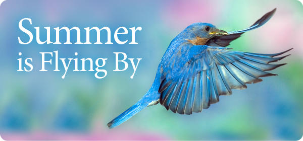 Summer Flying By